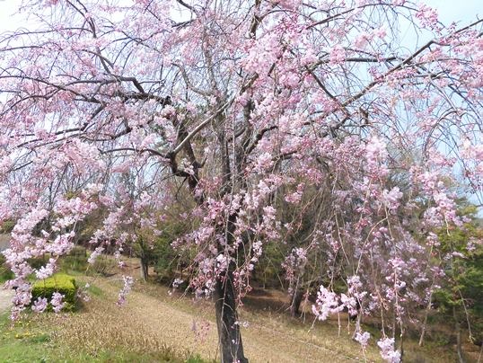 f:id:ushidama:20200405053048j:plain