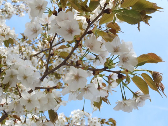 f:id:ushidama:20200405053125j:plain