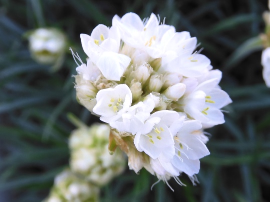 f:id:ushidama:20200412044829j:plain