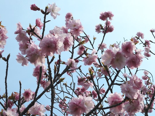 f:id:ushidama:20200417071237j:plain