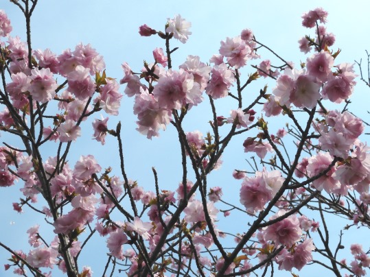 f:id:ushidama:20200417071259j:plain