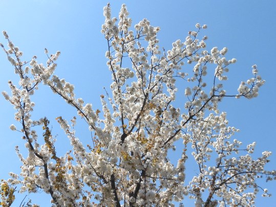 f:id:ushidama:20200417071432j:plain
