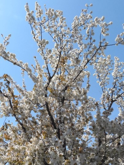f:id:ushidama:20200417071452j:plain