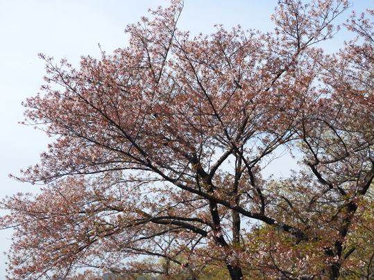 f:id:ushidama:20200417071540j:plain