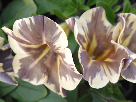 f:id:ushidama:20200419055855j:plain f:id:ushidama:20200419055855j:plain