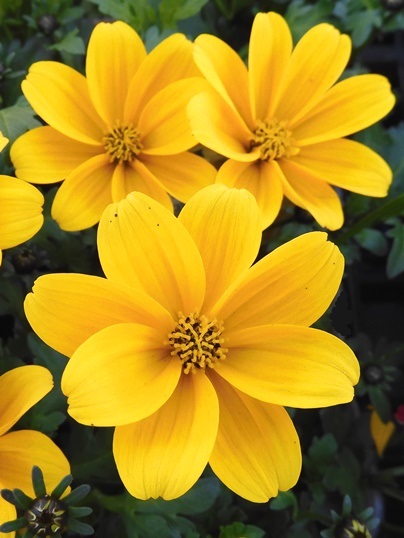 f:id:ushidama:20200419060556j:plain f:id:ushidama:20200419060556j:plain