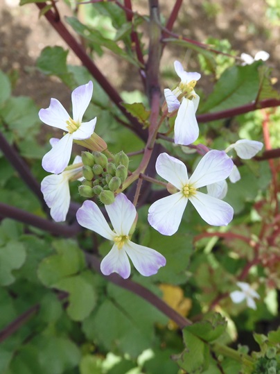 f:id:ushidama:20200422060950j:plain f:id:ushidama:20200422060950j:plain