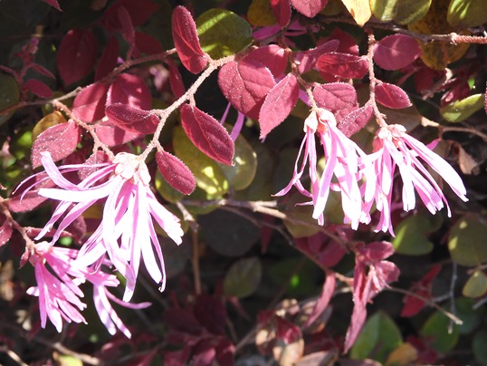 f:id:ushidama:20200427072335j:plain