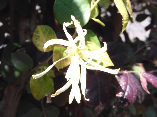 f:id:ushidama:20200427072438j:plain