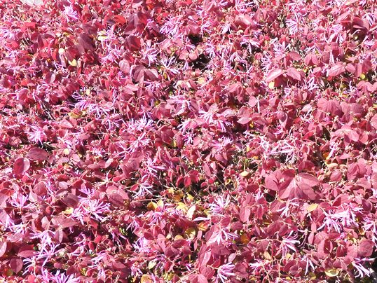 f:id:ushidama:20200427072511j:plain