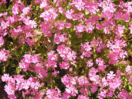 f:id:ushidama:20200427073140j:plain