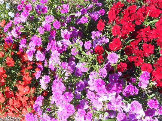 f:id:ushidama:20200427073205j:plain