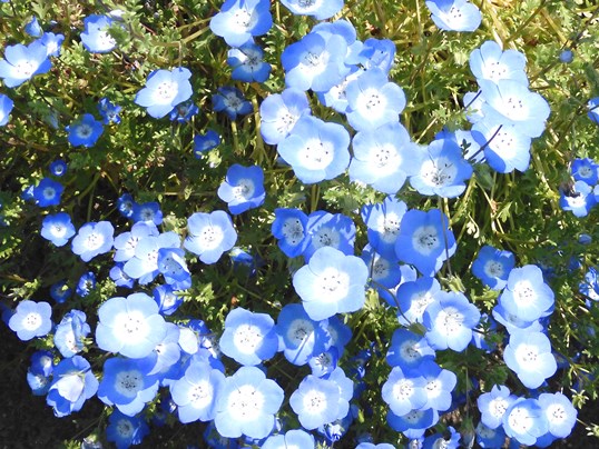 f:id:ushidama:20200427073233j:plain