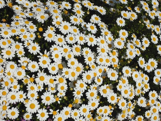 f:id:ushidama:20200427073300j:plain