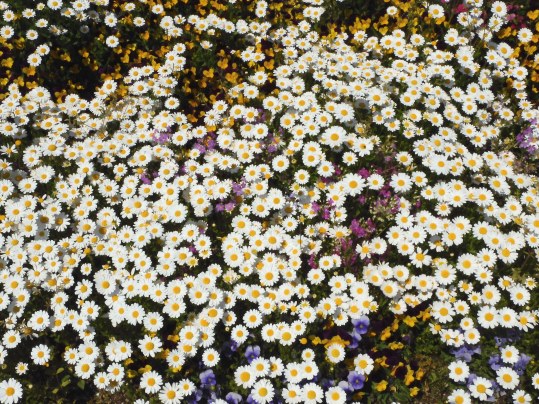 f:id:ushidama:20200427073329j:plain