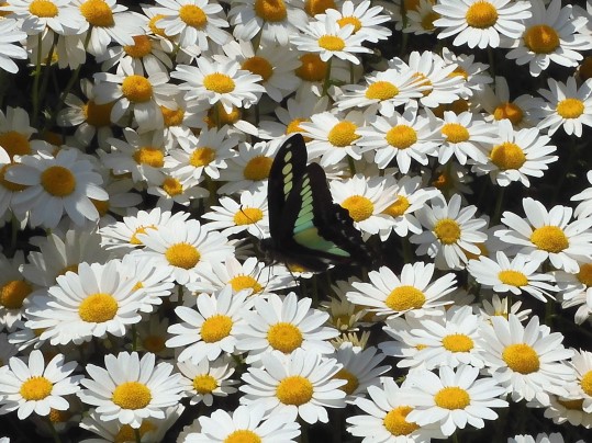 f:id:ushidama:20200427073541j:plain