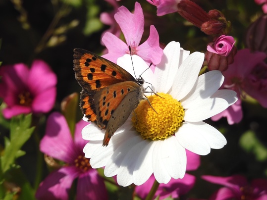 f:id:ushidama:20200427073607j:plain