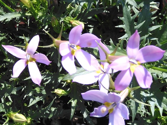 f:id:ushidama:20200502062134j:plain