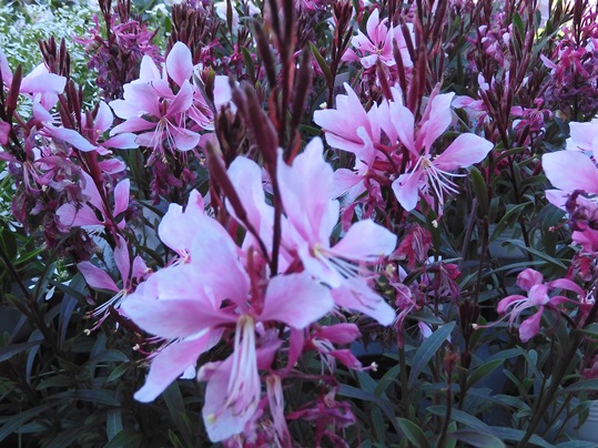 f:id:ushidama:20200502062739j:plain