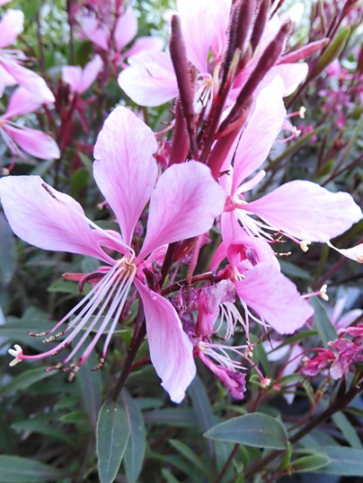 f:id:ushidama:20200502062818j:plain