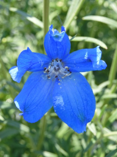 f:id:ushidama:20200502063758j:plain