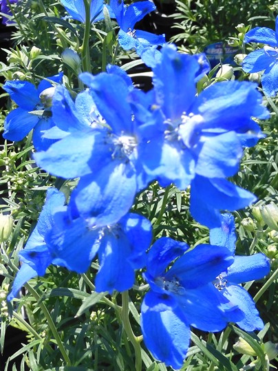 f:id:ushidama:20200502063811j:plain