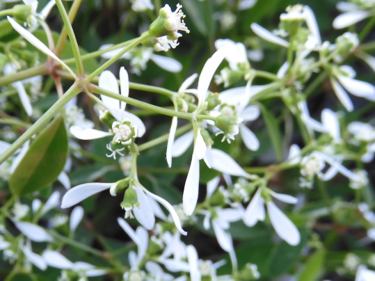 f:id:ushidama:20200502064359j:plain