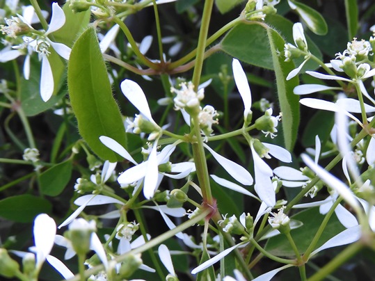 f:id:ushidama:20200502064414j:plain