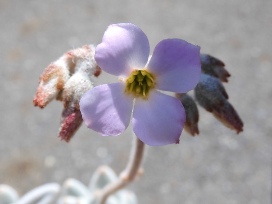 f:id:ushidama:20200503082453j:plain
