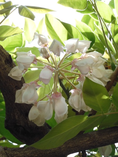 f:id:ushidama:20200506063428j:plain