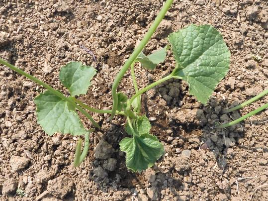 f:id:ushidama:20200509061145j:plain f:id:ushidama:20200509061145j:plain