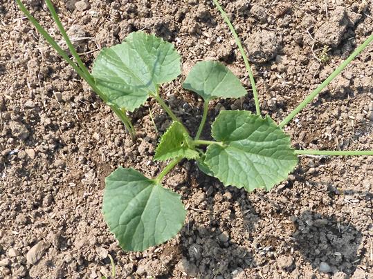 f:id:ushidama:20200509061211j:plain f:id:ushidama:20200509061211j:plain