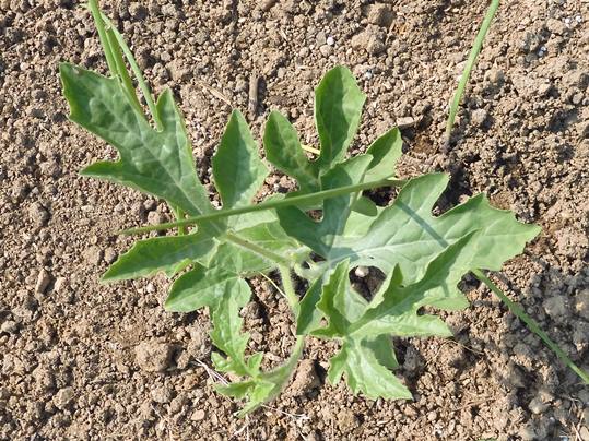 f:id:ushidama:20200509061402j:plain f:id:ushidama:20200509061402j:plain