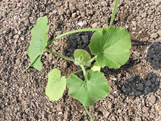 f:id:ushidama:20200509061427j:plain f:id:ushidama:20200509061427j:plain