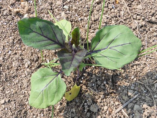 f:id:ushidama:20200509061610j:plain f:id:ushidama:20200509061610j:plain