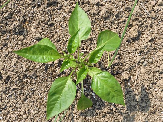 f:id:ushidama:20200509061631j:plain f:id:ushidama:20200509061631j:plain