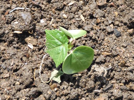 f:id:ushidama:20200509061723j:plain f:id:ushidama:20200509061723j:plain