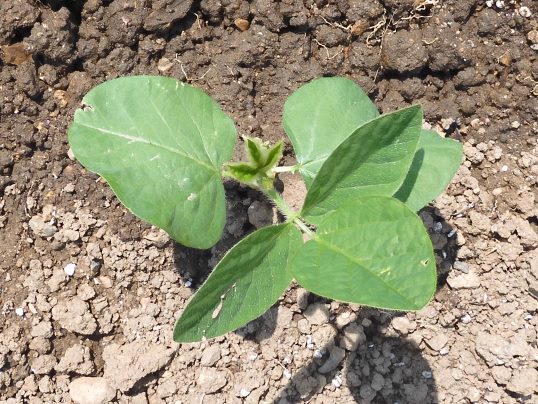 f:id:ushidama:20200509061823j:plain f:id:ushidama:20200509061823j:plain