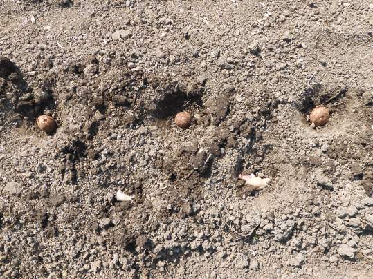 f:id:ushidama:20200509061955j:plain f:id:ushidama:20200509061955j:plain