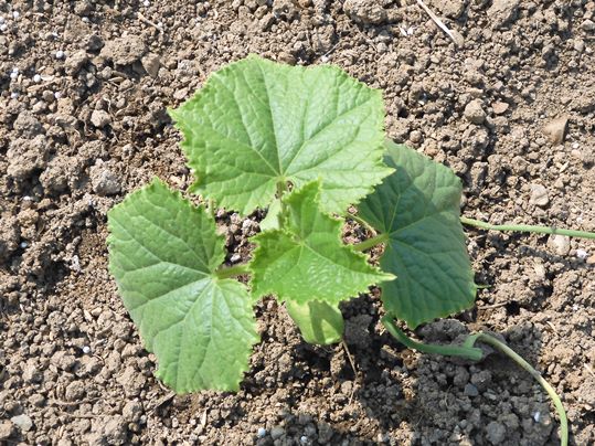 f:id:ushidama:20200509062112j:plain f:id:ushidama:20200509062112j:plain