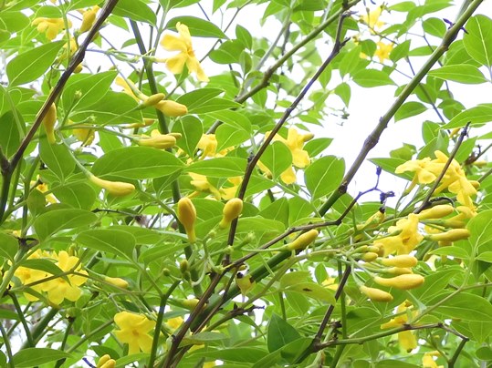 f:id:ushidama:20200514054451j:plain