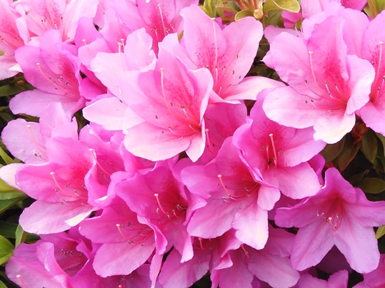 f:id:ushidama:20200514054612j:plain
