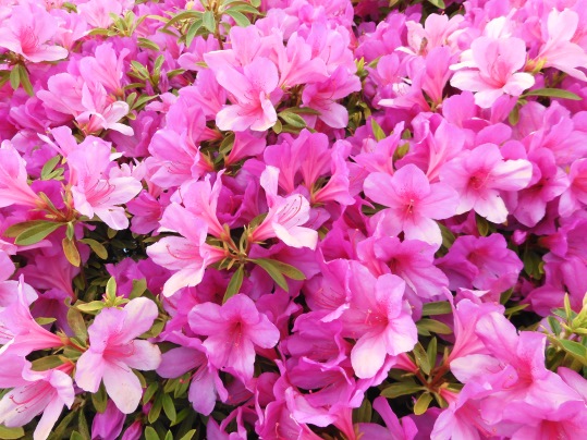 f:id:ushidama:20200514054626j:plain