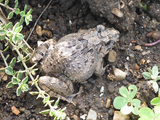 f:id:ushidama:20200517040816j:plain