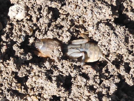 f:id:ushidama:20200517041050j:plain