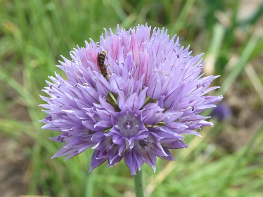 f:id:ushidama:20200517041306j:plain