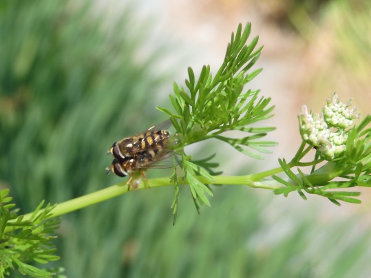 f:id:ushidama:20200517041328j:plain