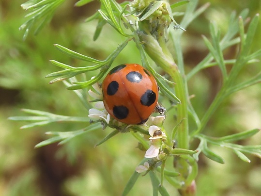 f:id:ushidama:20200517041600j:plain