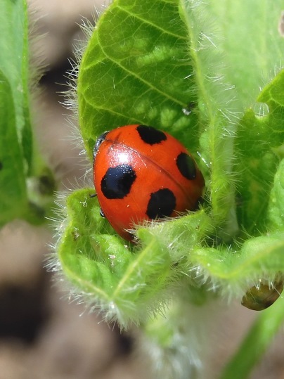 f:id:ushidama:20200517041638j:plain