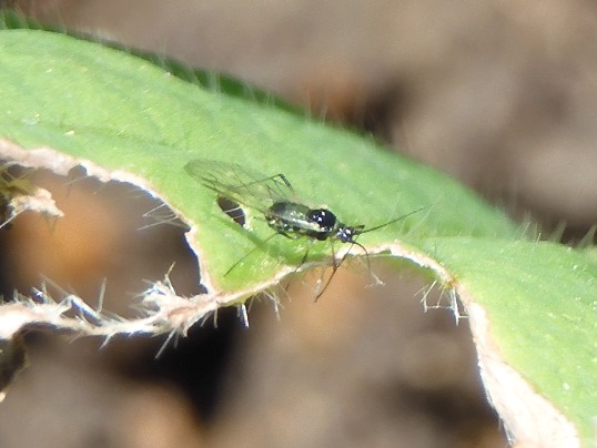 f:id:ushidama:20200517042000j:plain